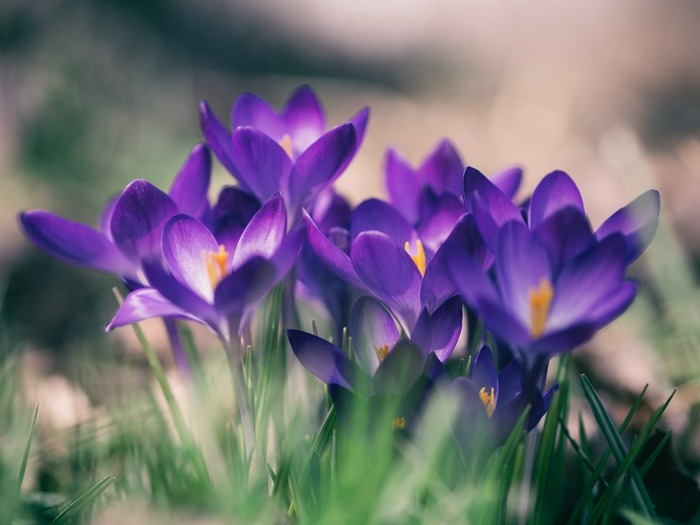 birth-flower-sesuai-bulan-kelahiranmu-beserta-maknanya