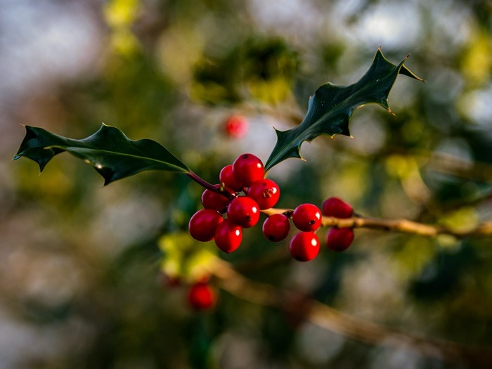 birth-flower-sesuai-bulan-kelahiranmu-beserta-maknanya