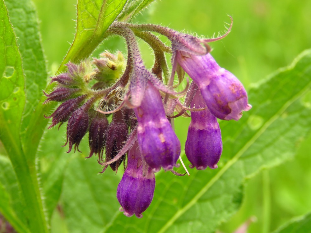 manfaat-allantoin-untuk-kulit