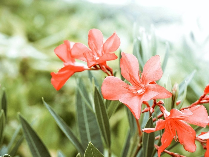birth-flower-sesuai-bulan-kelahiranmu-beserta-maknanya