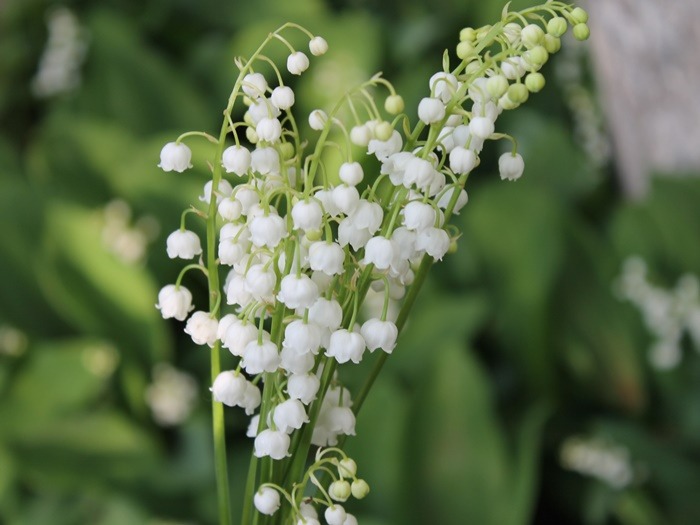 birth-flower-sesuai-bulan-kelahiranmu-beserta-maknanya