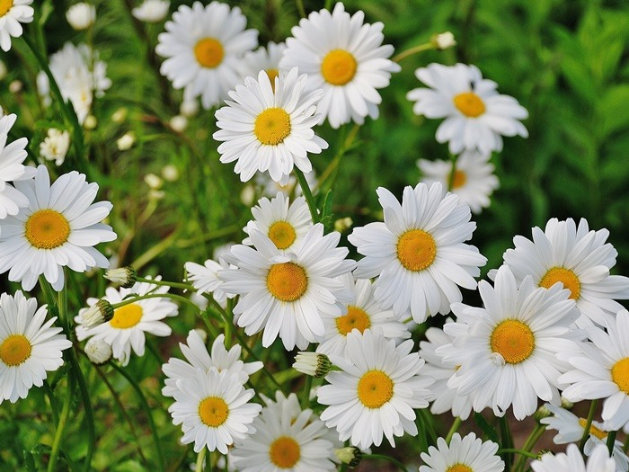 birth-flower-sesuai-bulan-kelahiranmu-beserta-maknanya