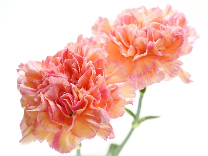 birth-flower-sesuai-bulan-kelahiranmu-beserta-maknanya