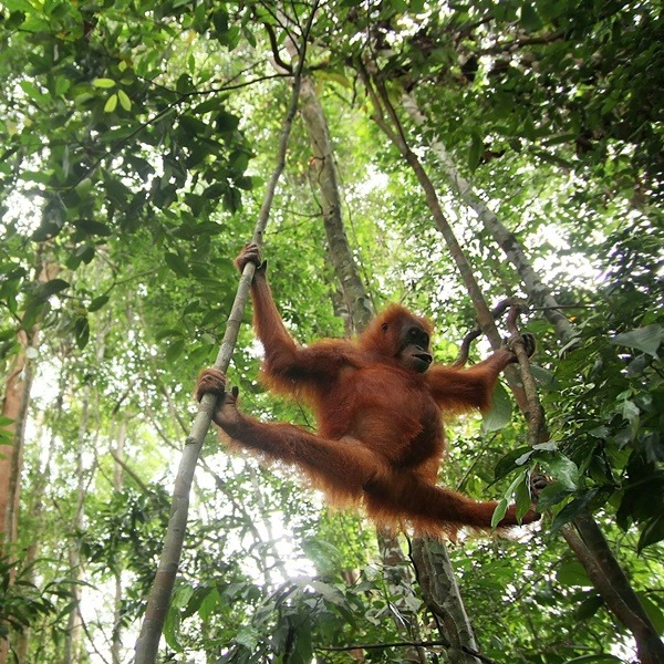 rekomendasi-mini-zoo-di-yogyakarta