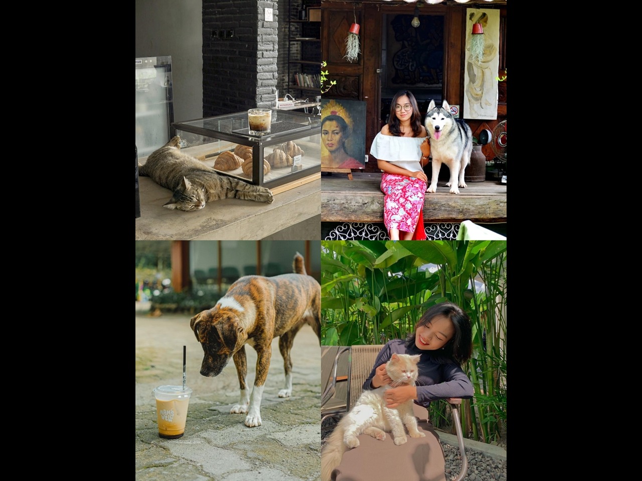 Rekomendasi 10 Cafe yang PetFriendly di Jogja untuk Hang Out Bareng