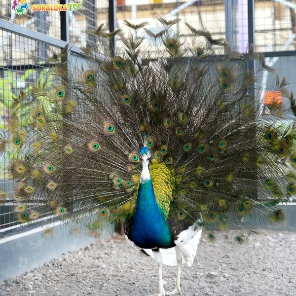 rekomendasi-mini-zoo-di-yogyakarta