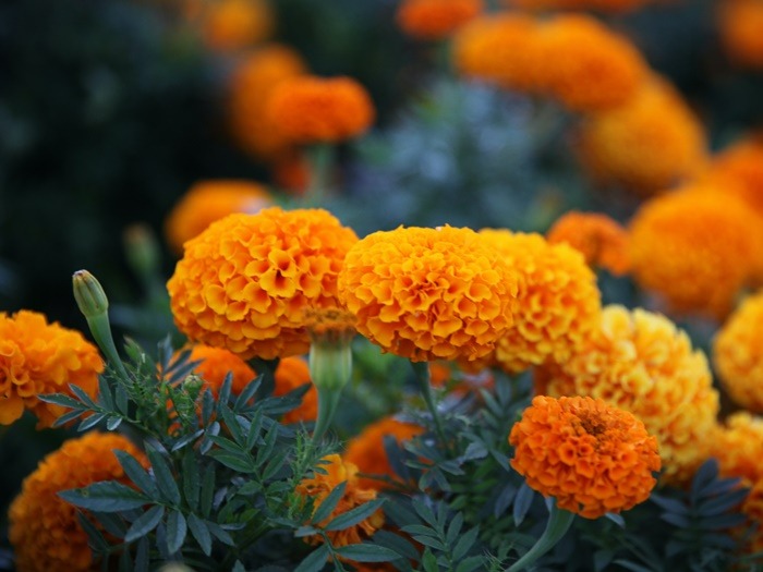 birth-flower-sesuai-bulan-kelahiranmu-beserta-maknanya