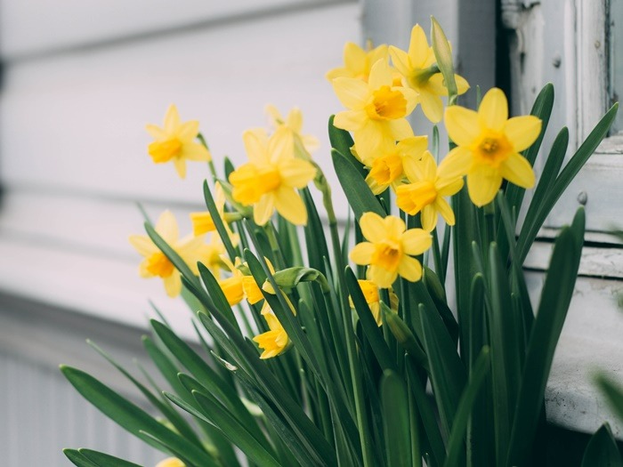 birth-flower-sesuai-bulan-kelahiranmu-beserta-maknanya