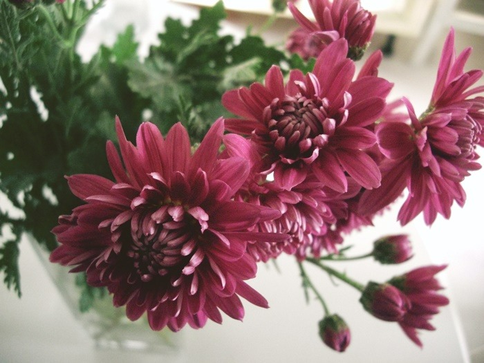 birth-flower-sesuai-bulan-kelahiranmu-beserta-maknanya