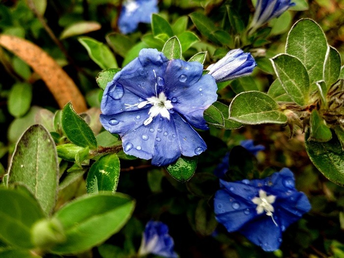 birth-flower-sesuai-bulan-kelahiranmu-beserta-maknanya